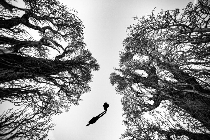 Fotografía de transeúnte entre árboles altos, vista desde abajo en blanco y negro.